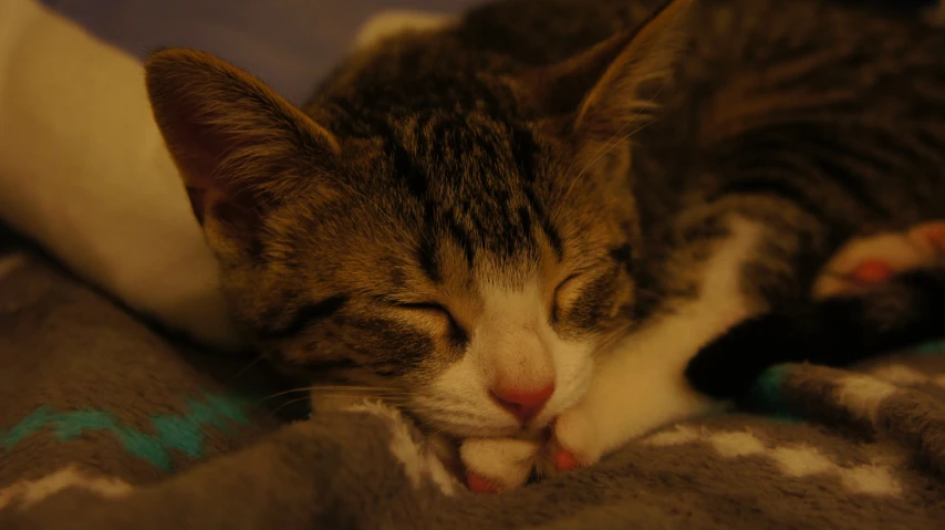 a cat asleep next to some blankets and a pillow