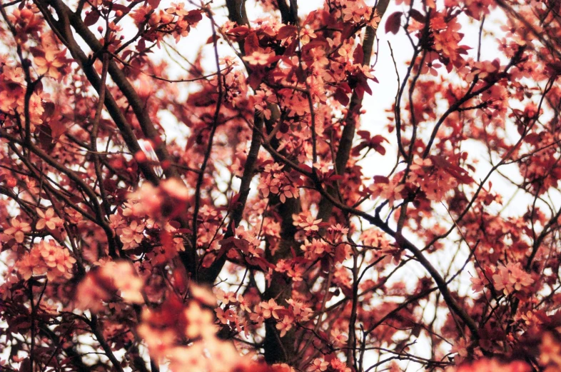 a tree in bloom with pink blossoms on it