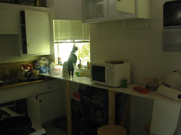 a dog stands in a kitchen with white cabinets and appliances