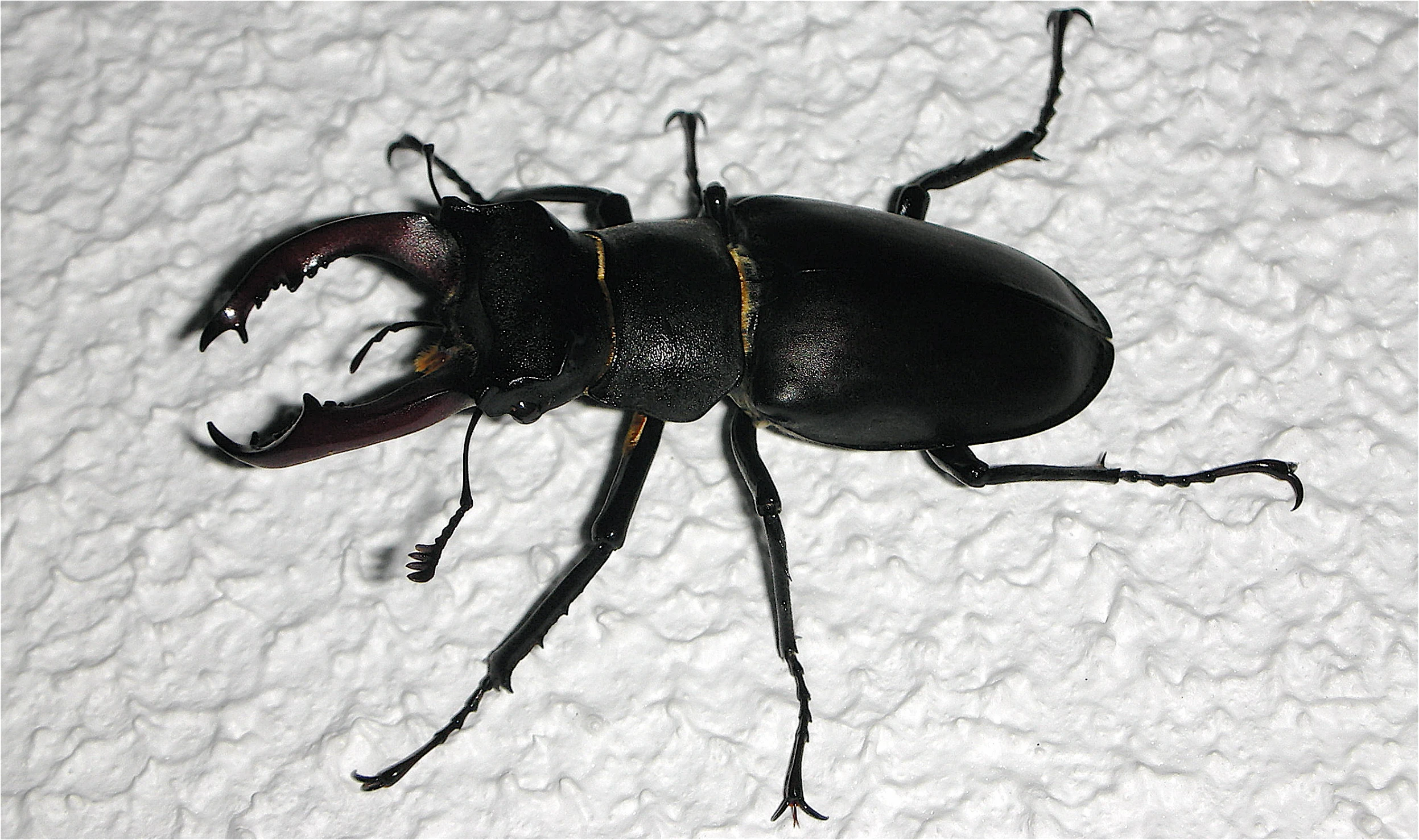 a black beetle crawling on white paper