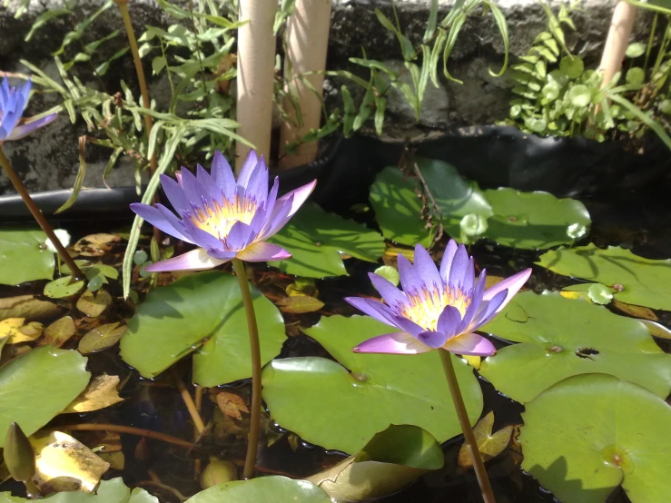 two purple flowers are in a small pond