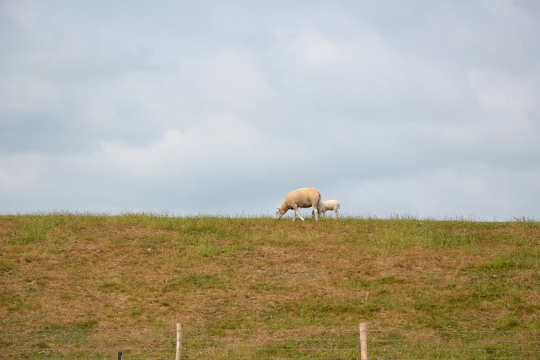 two sheep grazing on the grass of a hill