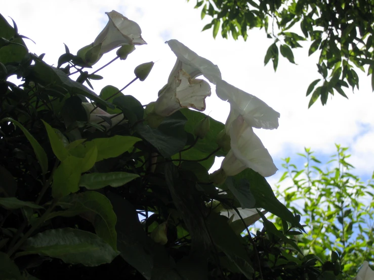 a bunch of flowers that are hanging in the air