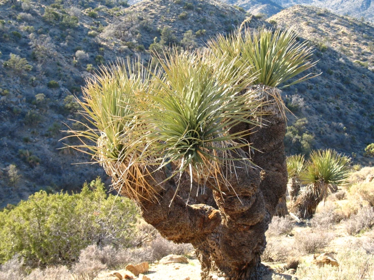 there is a green plant growing from a large tree