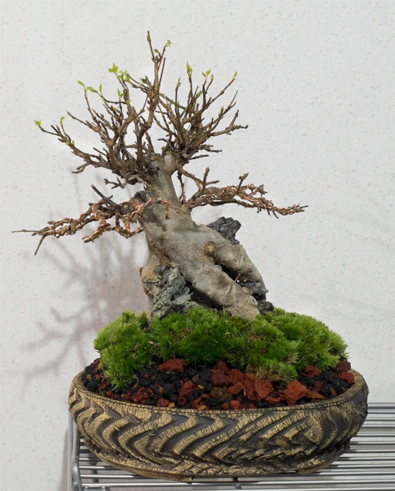 an indoor bonsai tree on top of a round potted planter