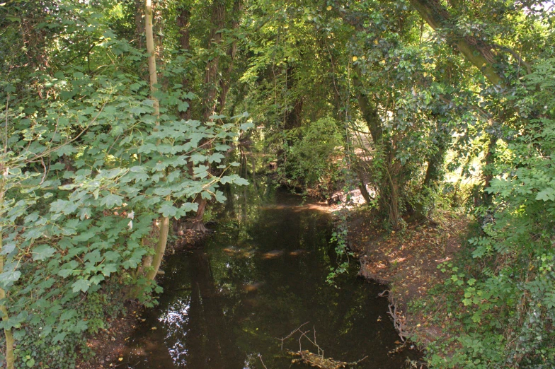 a creek that has been flowing through a forest