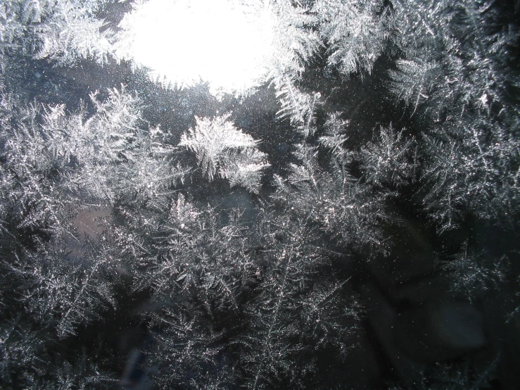 the view from inside of a window of trees