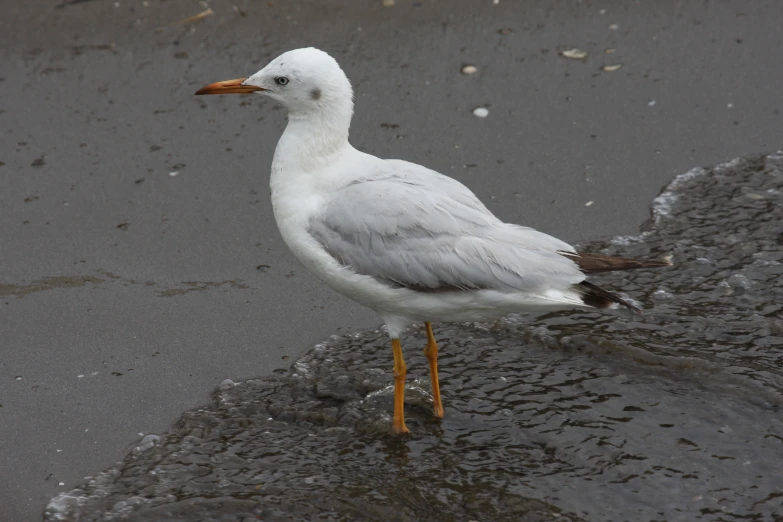 the bird is standing in the shallow water