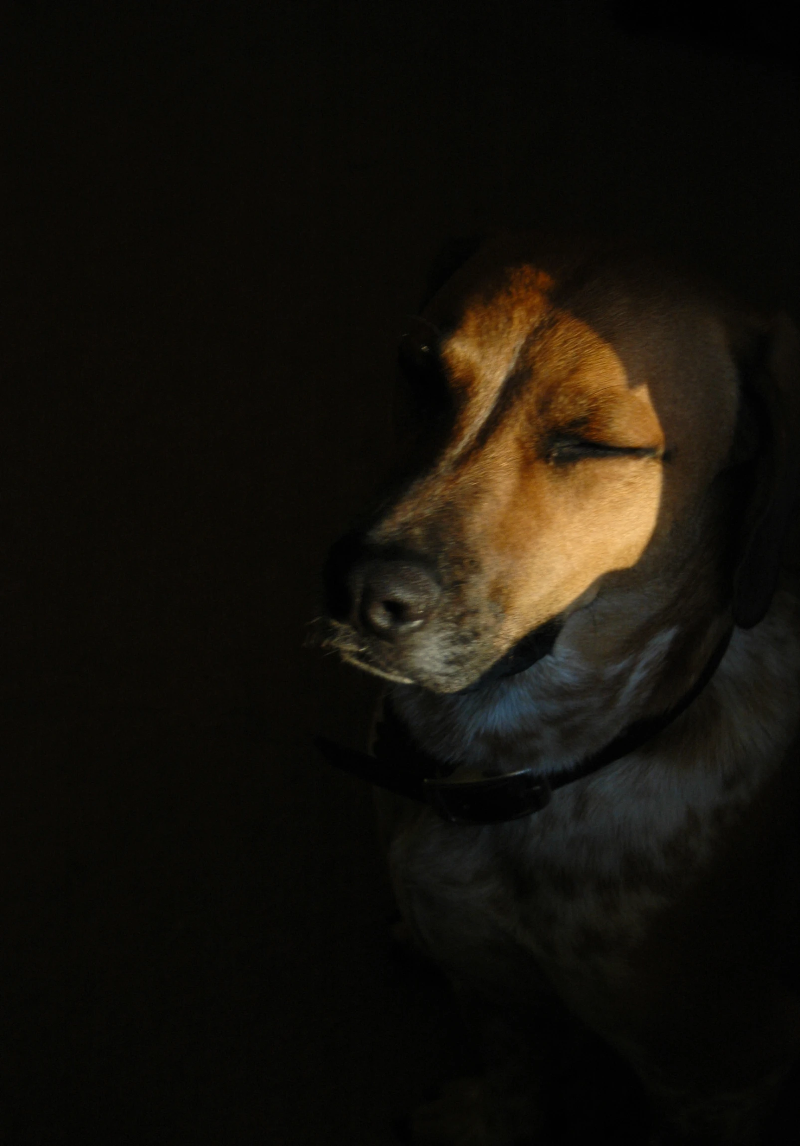 dog with its head tilted, eyes closed, and looking out at the ground