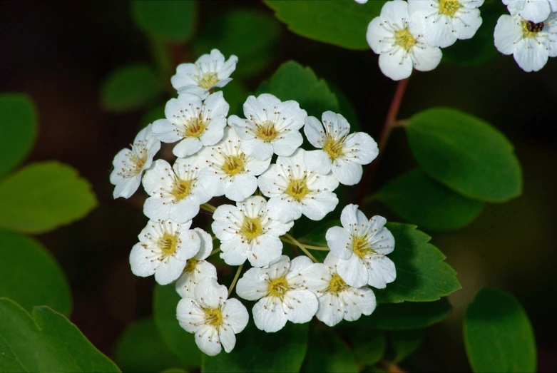 small white flowers sit on green leaves in a sunny day