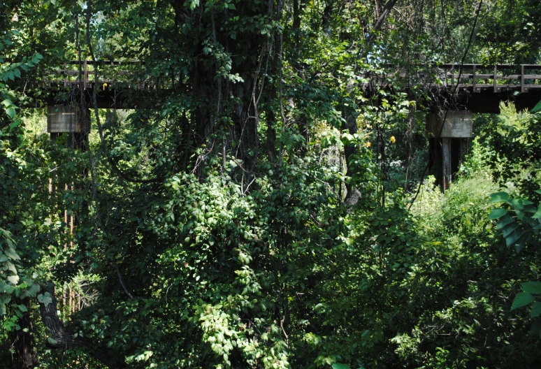 a bridge over trees that have fallen down