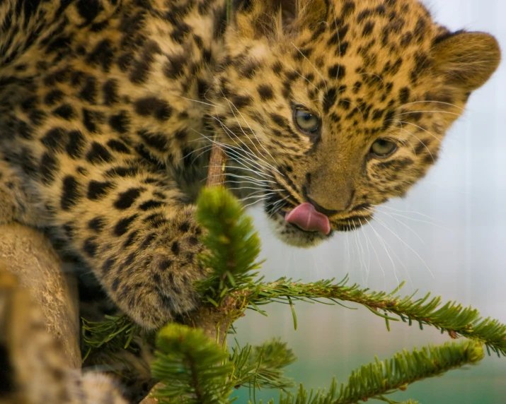 a leopard cub is sticking it's tongue out while standing on a tree nch