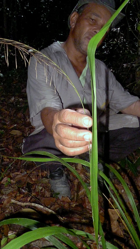 a man is looking through the tall green leaves