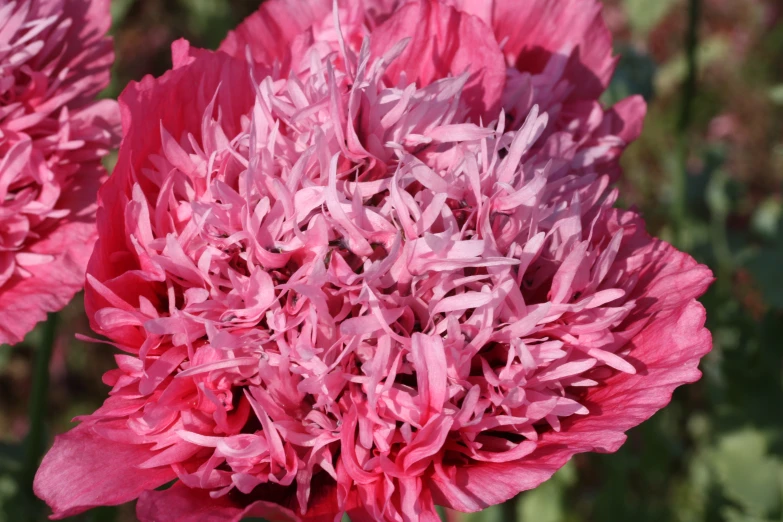 a pink flower is shown in close up view