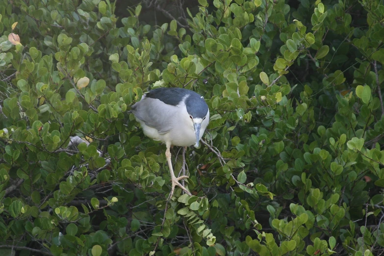 a very pretty blue and white bird standing in a tree