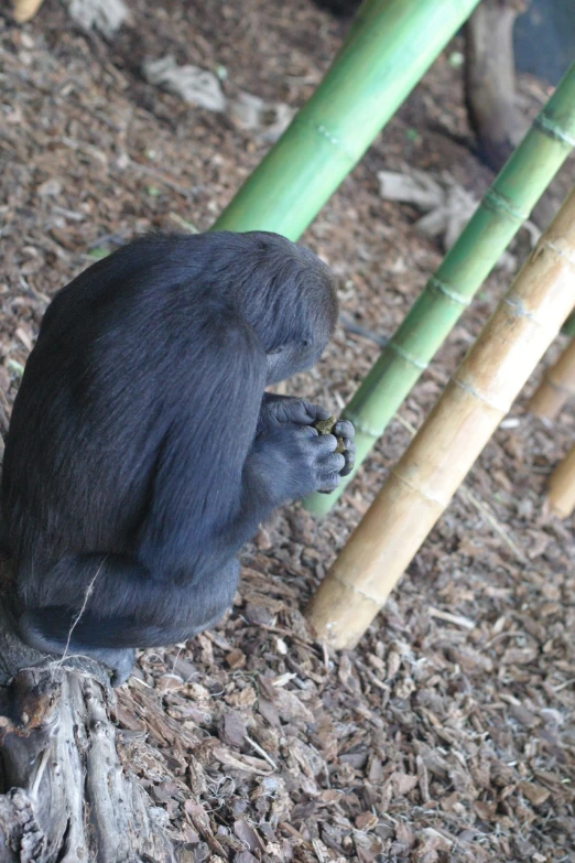 a blue monkey looks in the mirror as he sits under a bamboo plant