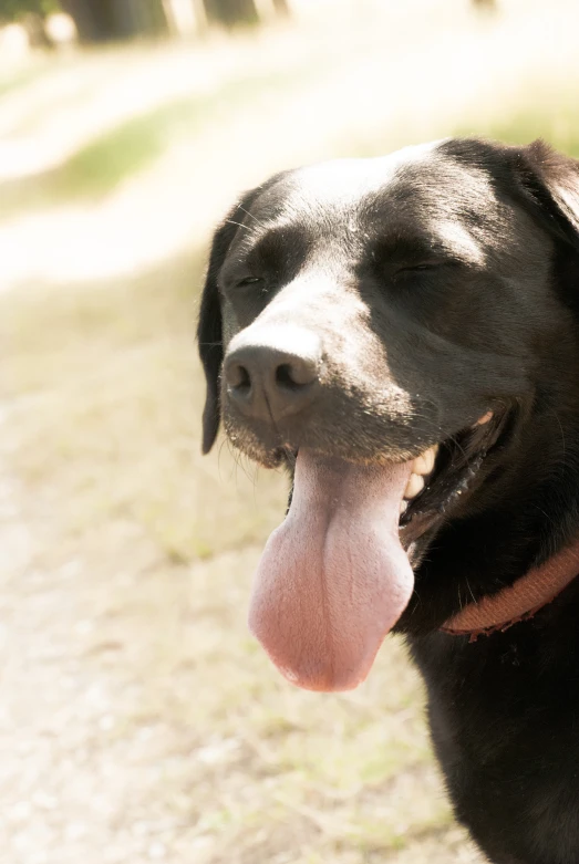 a large black dog has his tongue out and a leash