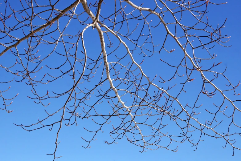 a blue and white airplane is flying in the sky