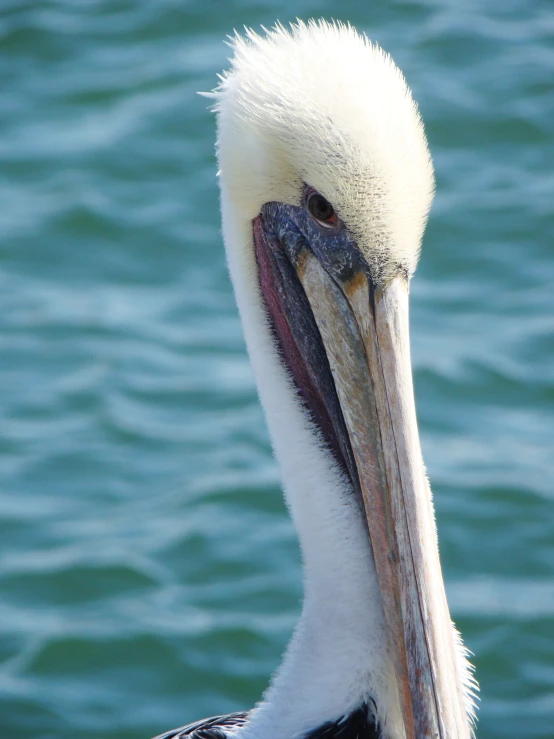 a close - up of a pelican's beak as it stands on the water