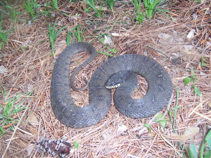 a small snake in the grass with a pine cone