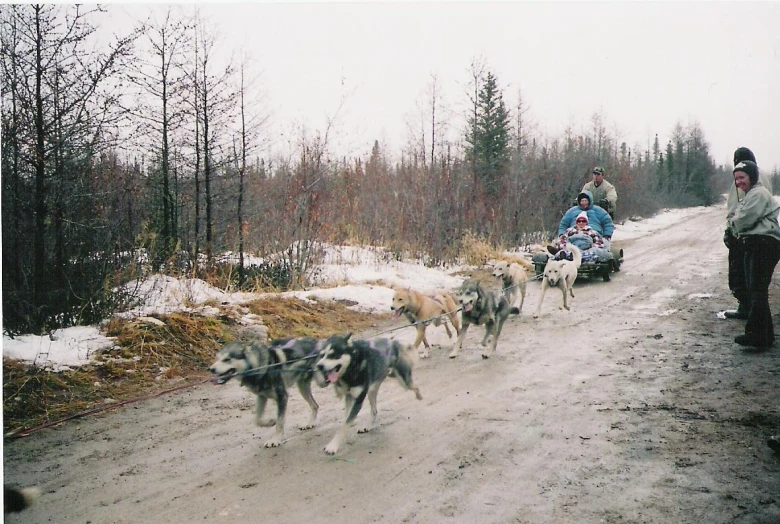 a dog with a leash pulling a group of people on sleds
