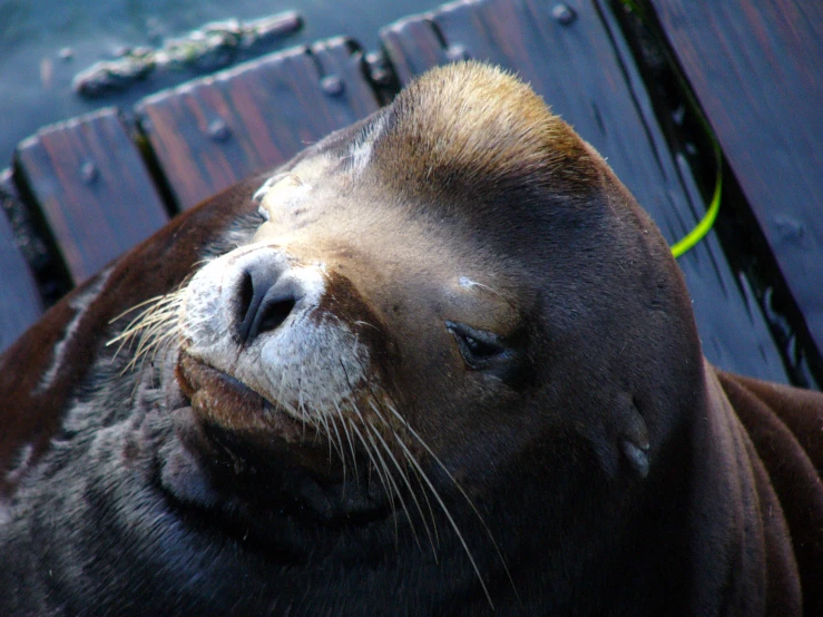 seal with nose close up on wooden structure