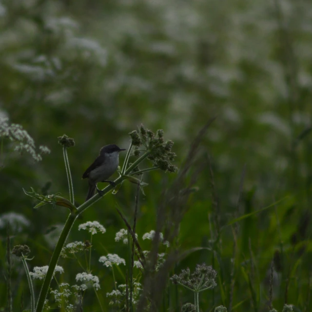 a little bird perched on a stalk with flowers