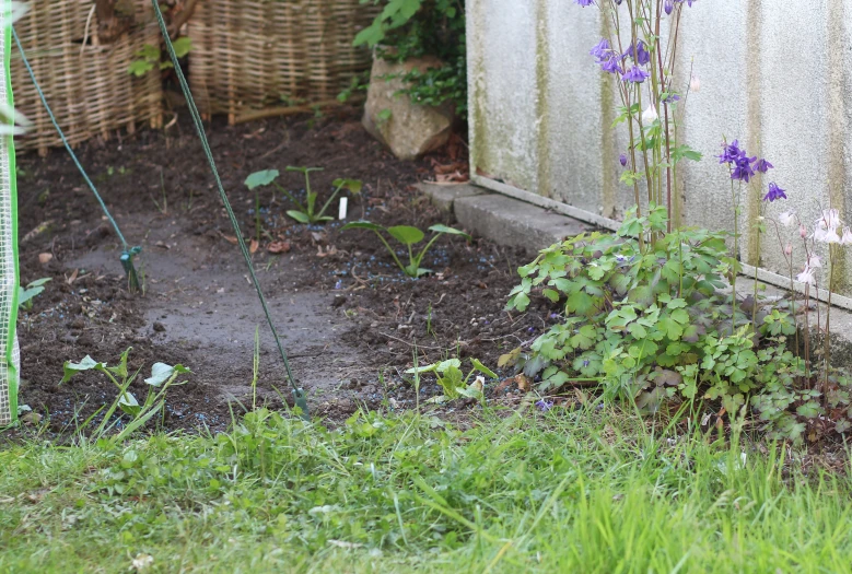 some purple flowers growing on the ground in a yard