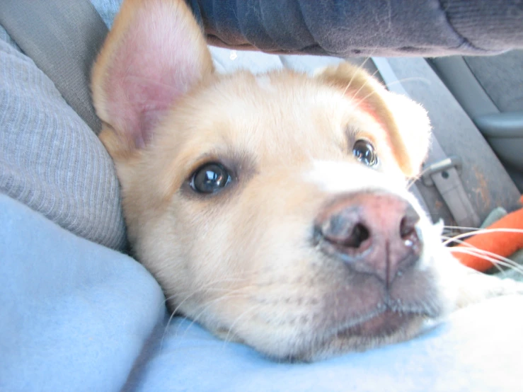 a close up of a dog in a car seat