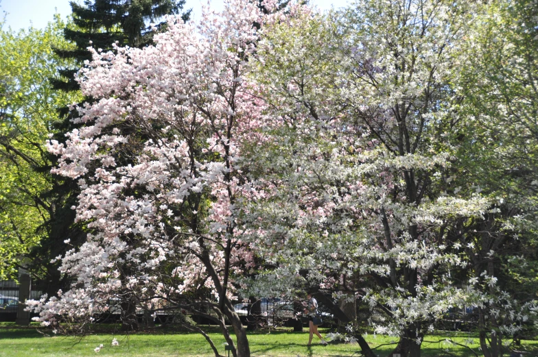 a blossoming tree in the park next to some buildings