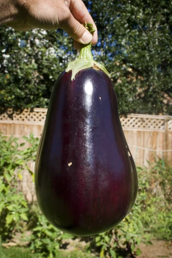 someone holding up an eggplant growing in their garden