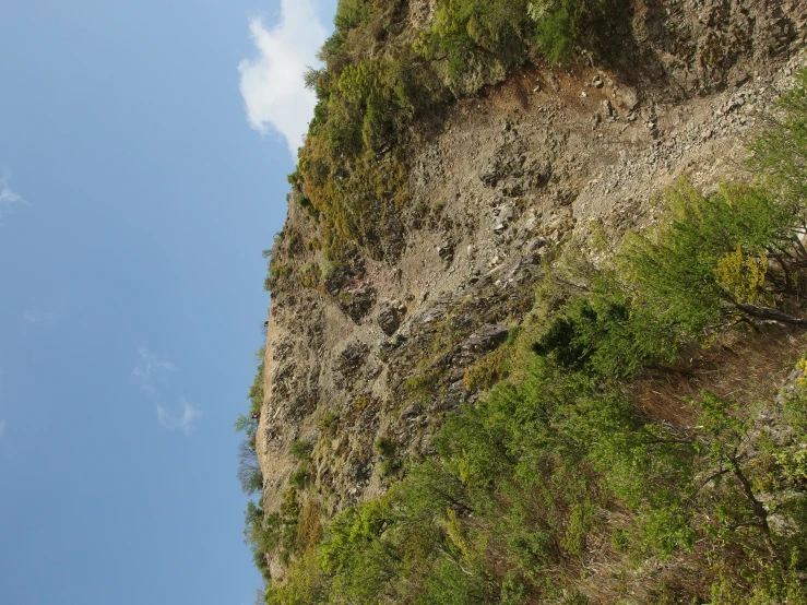 an animal on a hillside that has grass growing around it