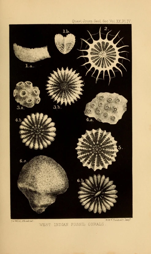 an illustration showing different shapes and sizes of seashells