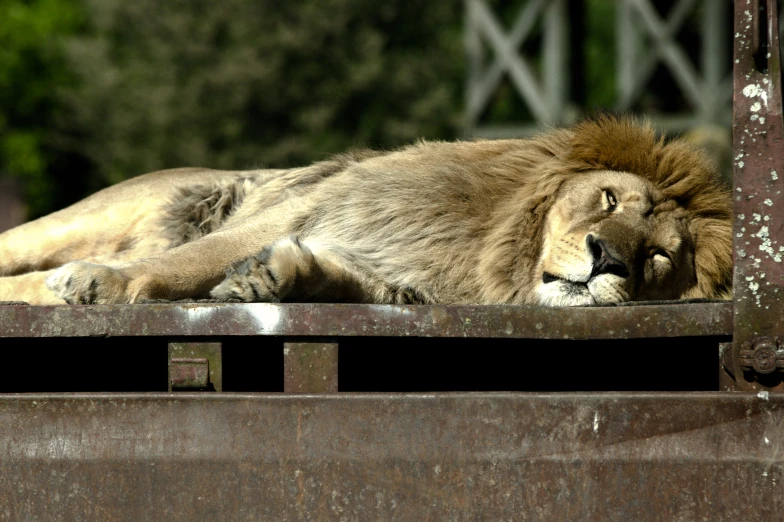 a lion laying on the top of a truck bed