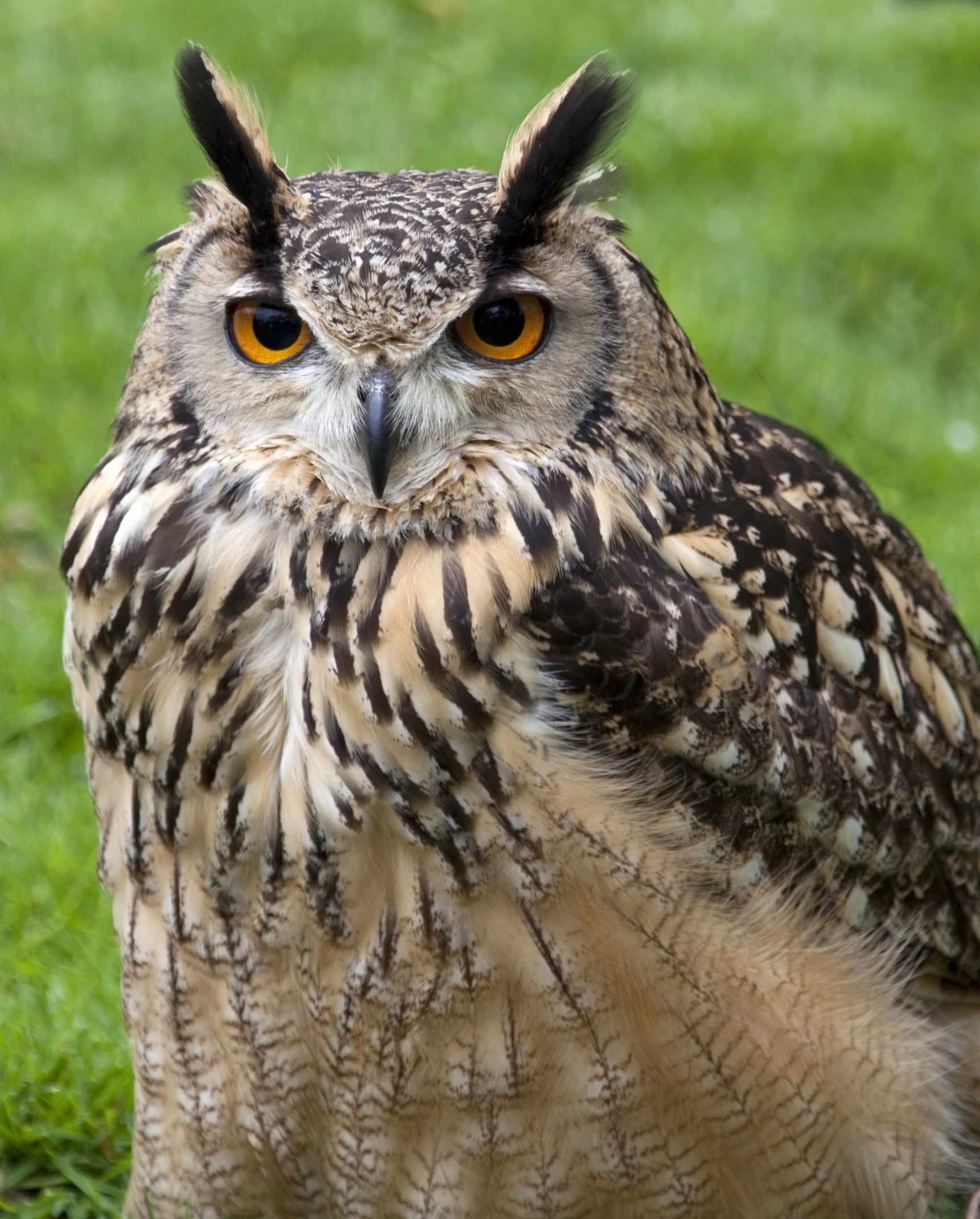 an owl with big brown eyes sitting on the grass