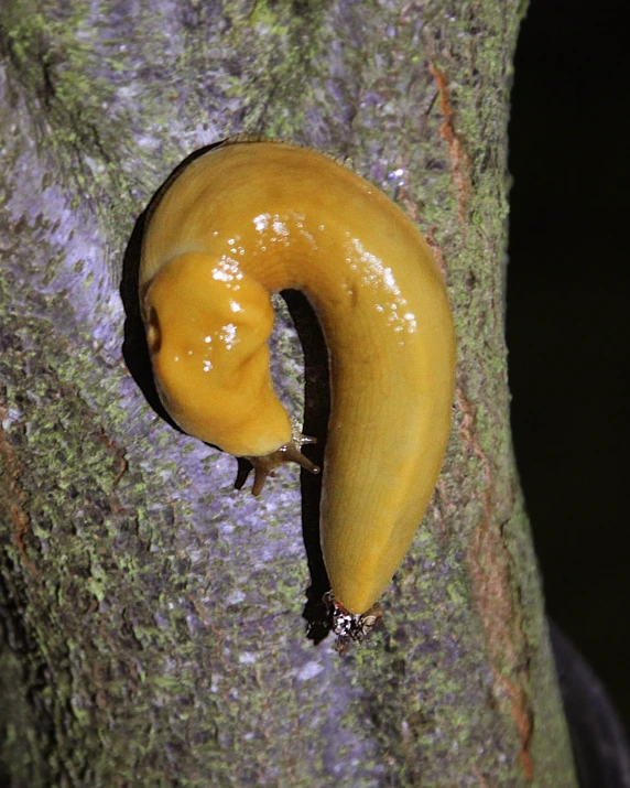 a worm sits in the middle of a tree