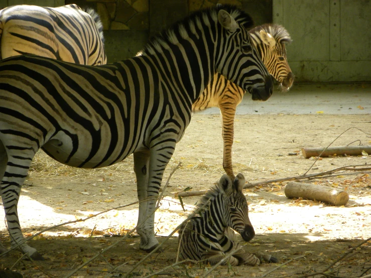 a ze is standing with its mother in a habitat