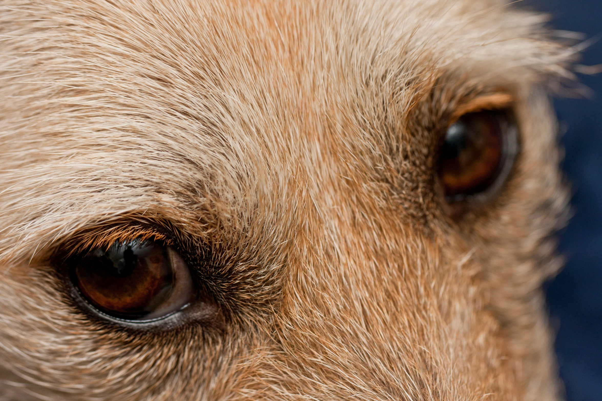 an up close s of an orange dog's brown eyes