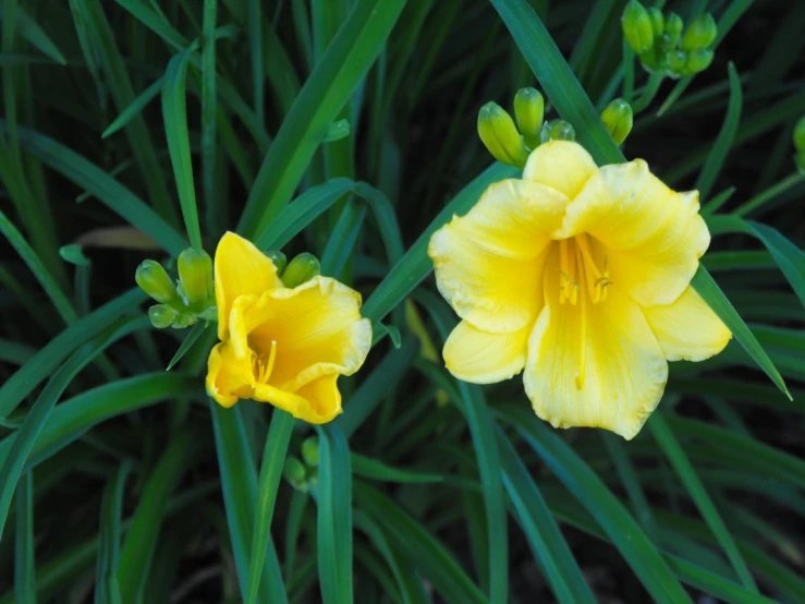 two bright yellow flowers blooming in the grass