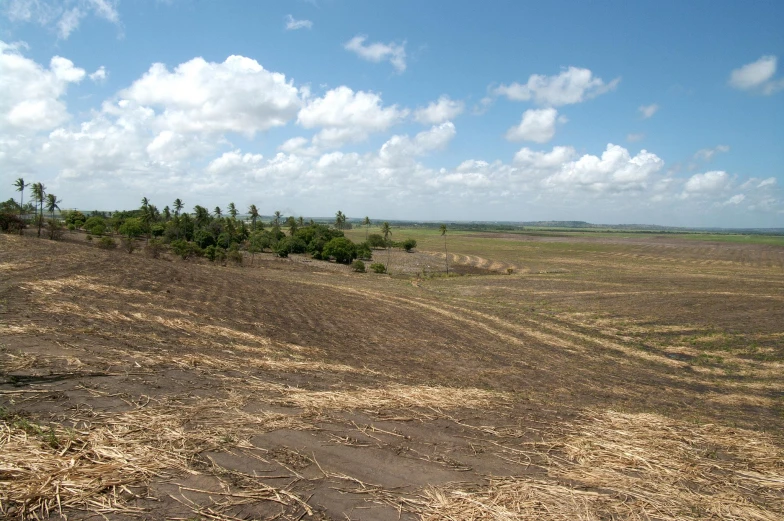 a view of a dirt road in the middle of the wilderness