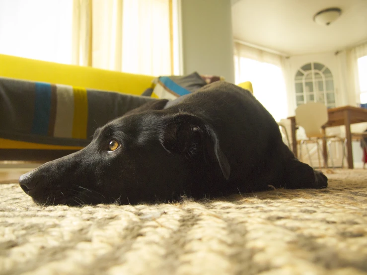 a black dog lying on the floor in a living room