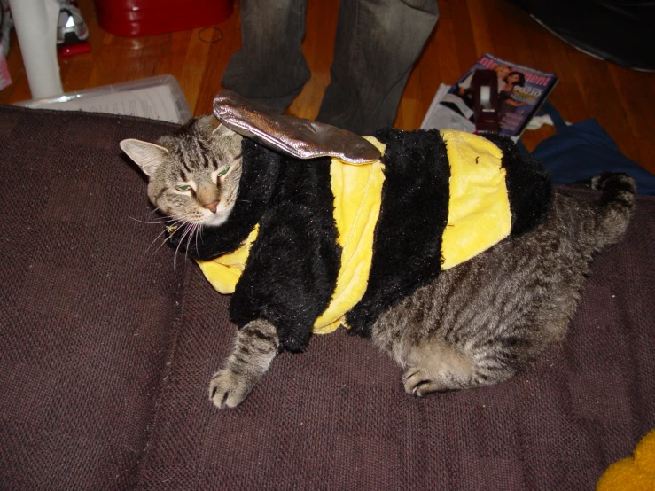 cat sitting on couch wearing bee costume for halloween