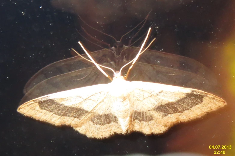 a white and brown moth in flight with its head in the air