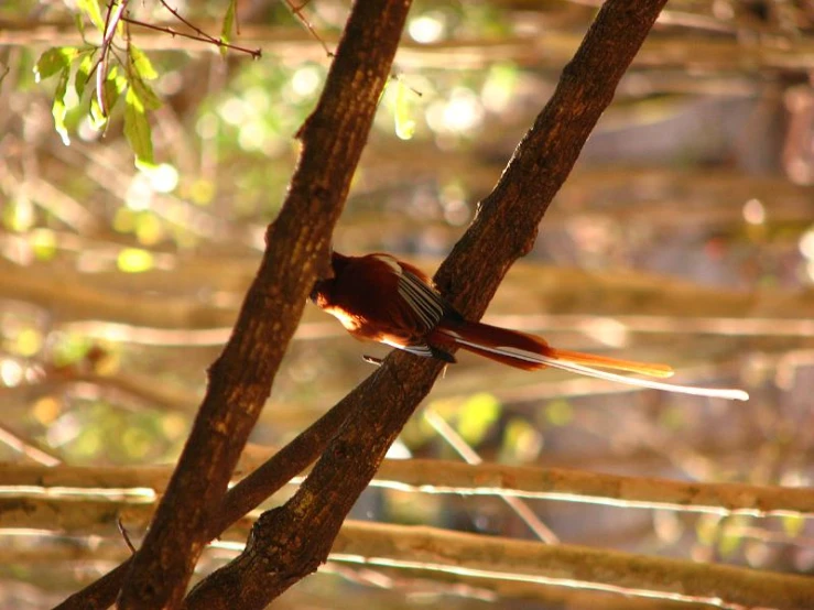 a bird is sitting on a nch in the woods