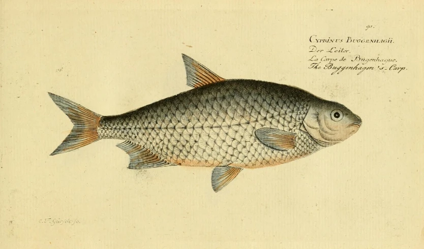a drawing of a fish with two large teeth