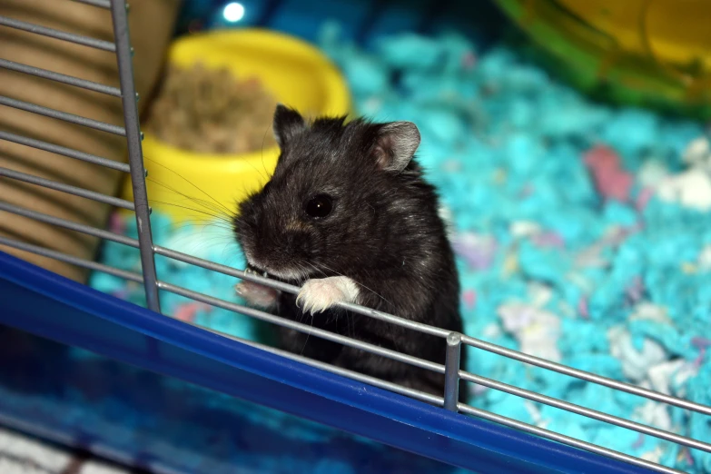 a small hamster sits on the side of a cage