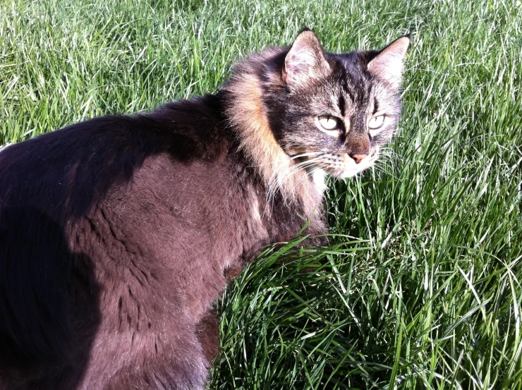 a cat sitting in tall green grass looking away