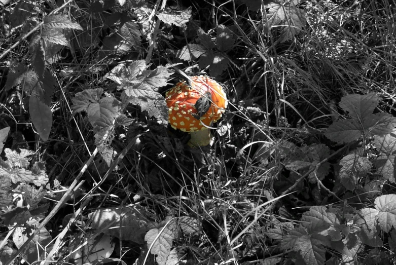 an image of a red and white mushroom in the grass