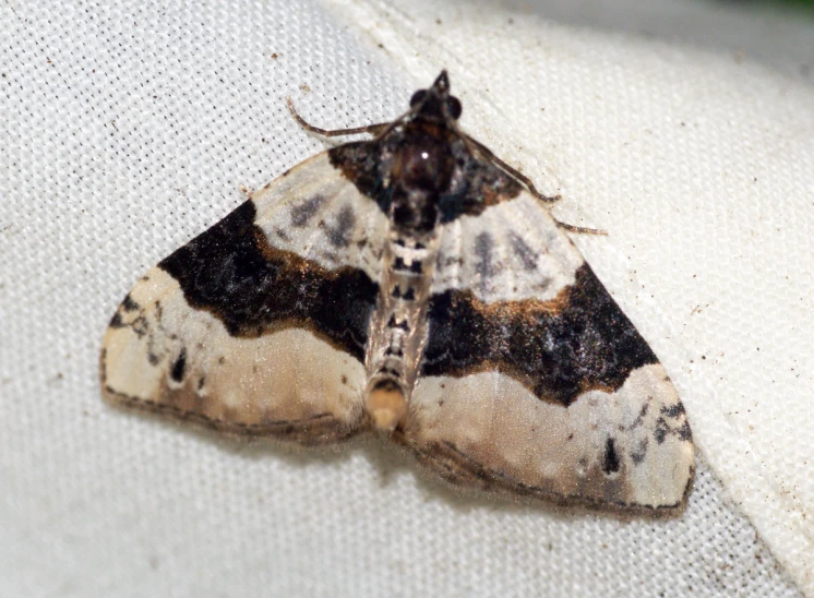 a moth resting on the seat of a chair