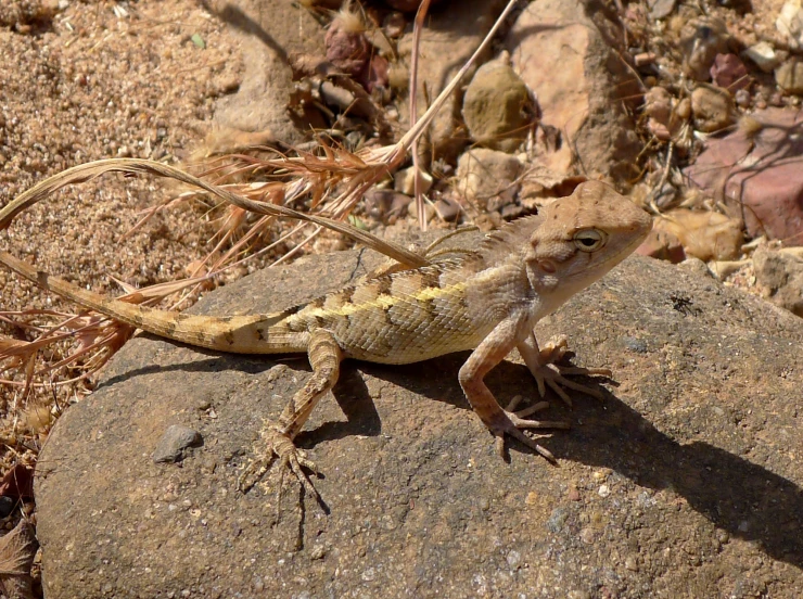 a lizard is standing on a rock